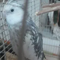 عروس هلندی نر