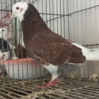 شازده سرخ خال سیاه شازده سبز