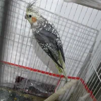 ماشین طرح عروس هلندی