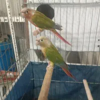 گرینچیک مولد