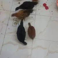 مرغ و خروس