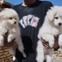 پاپی سفید|سگ|فولادشهر, B2|دیوار