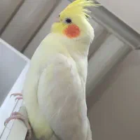 عروس هلندی گمشده