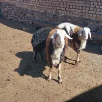 بره قوچ پلنگی،چال