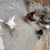 جوجه