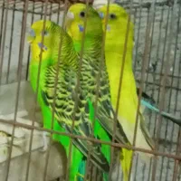 مرغ عشق مولد