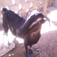 کهره ماده چاهو