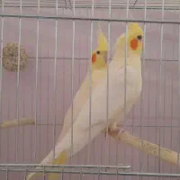 جفت عروس هلندی لوتینو زیبا و کشیده