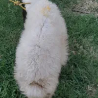 فروش بره ماده درشوش