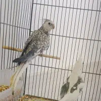 عروس هلندی‌ جفت آلبینو