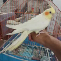 عروس هلندی نر و ماده با تمام وسایل