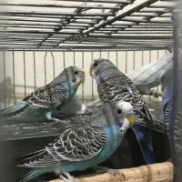 جوجه مرغ عشق