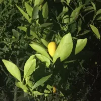 خریدار نرم گل هستم