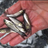 ماهی کپور اصلاح نژاد شده