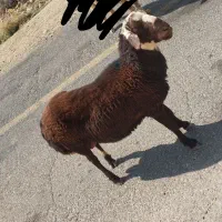قوچ افشاری