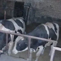 فروش گوساله گوشتی