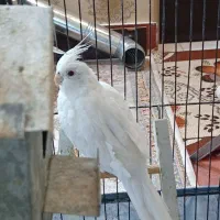 عروس هلندی