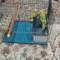 یک جفت مرغ عشق با قفس
