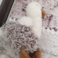 عروسک|اسباببازی بچه|کرمانشاه, |دیوار