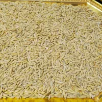 جو محلی درجه یک قیمت توافقی