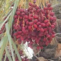 خرما اجاره ای700