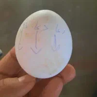 تخم مرغ نظر چین زاق