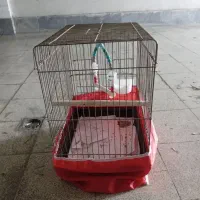 قفس عروس هلندی