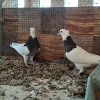 ۳ جوجه طوقی