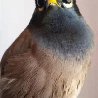 فروش چهار عدد بچه مینا