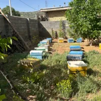 زنبورعسل