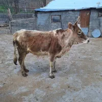 قربانی نزایده‌چاق