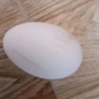 تخم غاز نطفه دار تازه