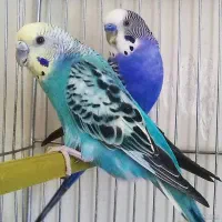 فنج و مرغ عشق معاوضه