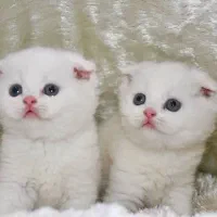 گربه سفید برفی