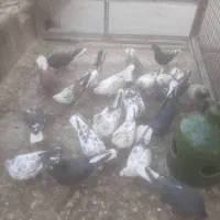 کفتر دم سفید