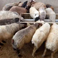 فروش  گوسفند  زنده  بره در همه وزن