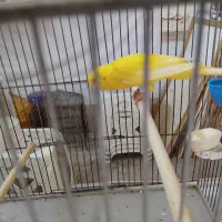 ی جفت قناری نر و ماده