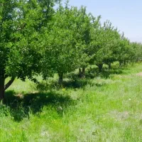 فروش باغ در زمین های دهستان   زیر کانال