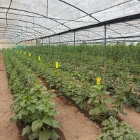 فروش گلخانه صیفی جات درحال بهره برداری
