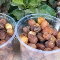 رطب برهی درجه یک درشت