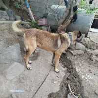 سگ عراقی و سرابی