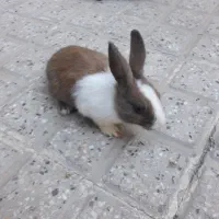خرگوش