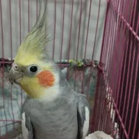 یه جفت عروس هلندی نر سخنگو معاوضه