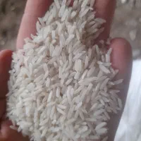 برنج فجرسوزنی