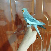 عروس هلندی نر سخنگو.  دستی و بالغ
