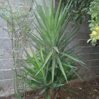 گل کاکتوس