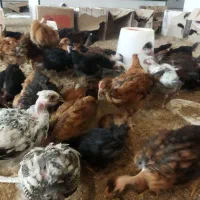 جوجه مرغ گردن لختی .در رنگ های مختلف