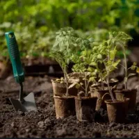 استخدام نیروی کشاورزی و فضای سبز