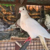 کبوتر فروشی