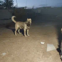 واگذاری سگ سرابی شیش دانگ همه چی تموم